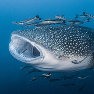 BiggestFish
