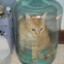 cat in a jar