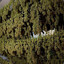 *cannabis_pl*