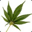 Weed