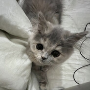 mia - steam id 76561198843637698