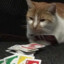 a cat playing uno