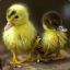 Fruffy Duckling