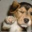 T_dog