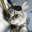 MYYxx: