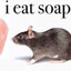 rat