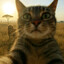 GATOCIEGOPRO