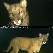 езжу на пежо и не