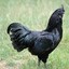 Black Cock