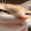 NYEHEHEHEHE