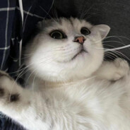 风萧萧兮炖肥猫