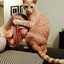 Meow