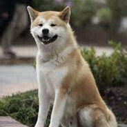 Hachi^