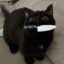 Oddjob