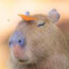 Capbaraz3