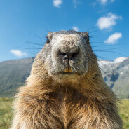 不会叫的土拨鼠