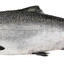 relatable salmon