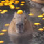 capybara