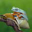 snail