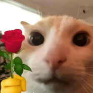 今天的扇贝是什么味