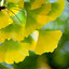 _ginkgo_