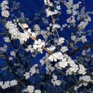 今天我在富士山