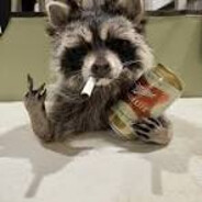 Coon