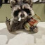 Coon