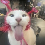 我的赛博小猫可爱吗