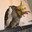 S.aureus