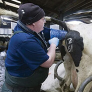 twuj stary inseminator bykuw