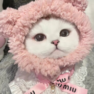 黑道老大重生之我是小猫咪