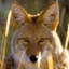 latrans_the_preacher