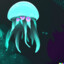 GMO Jellyfish