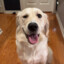 The Golden Retriever