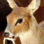 Deer_Husk