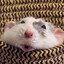 the rat