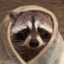 Racoon