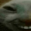 xdd