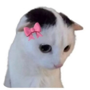 i am a little butterfly