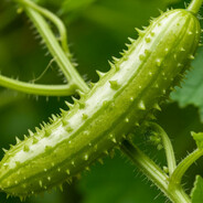 дикий огурец