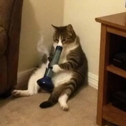 Bosco