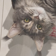 Летучая мышьОлеж