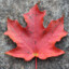 CDN G04LI3