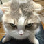 catboy headpats