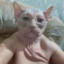 Bebuga