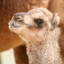 smol camel