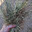 Timothy-Orchard 60-40% Mix