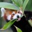 The Red Panda Cub