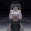 Donkey